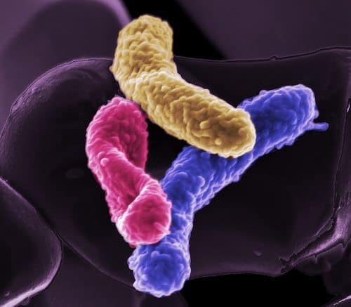 Study Reveals Our Microbiomes Behave Differently in Sickness and Health